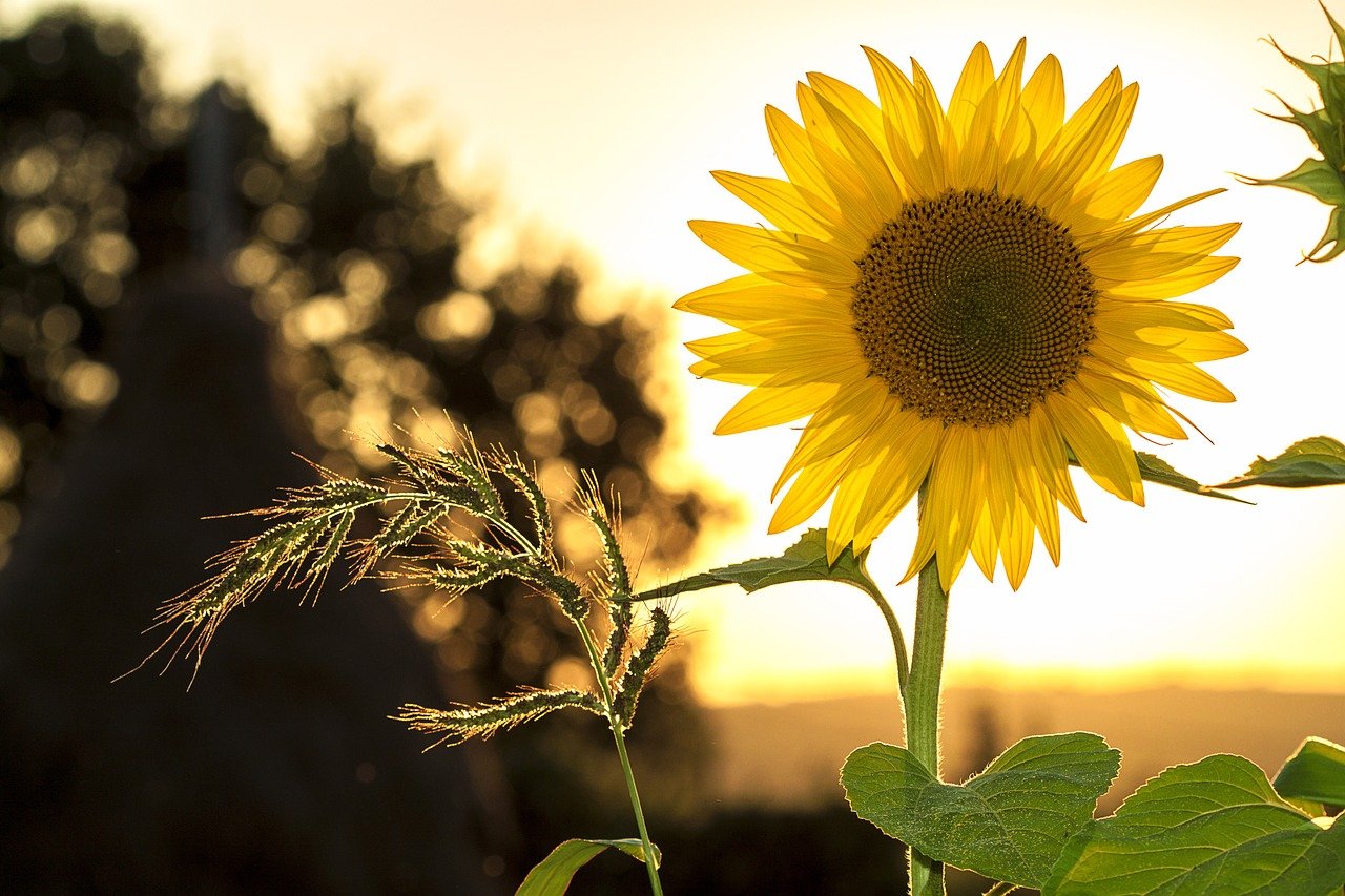 Sunflower Summer Yellow Nature  - mploscar / Pixabay