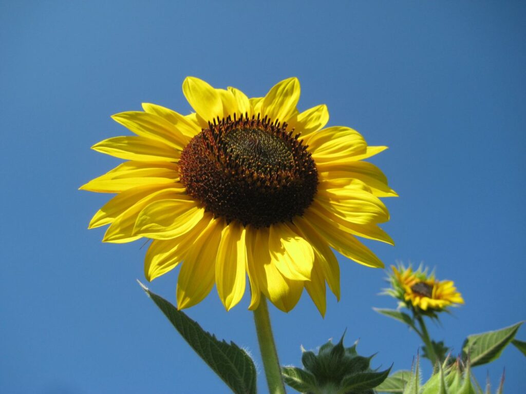 Eine gelbe Sonnenblume vor blauem Himmel.