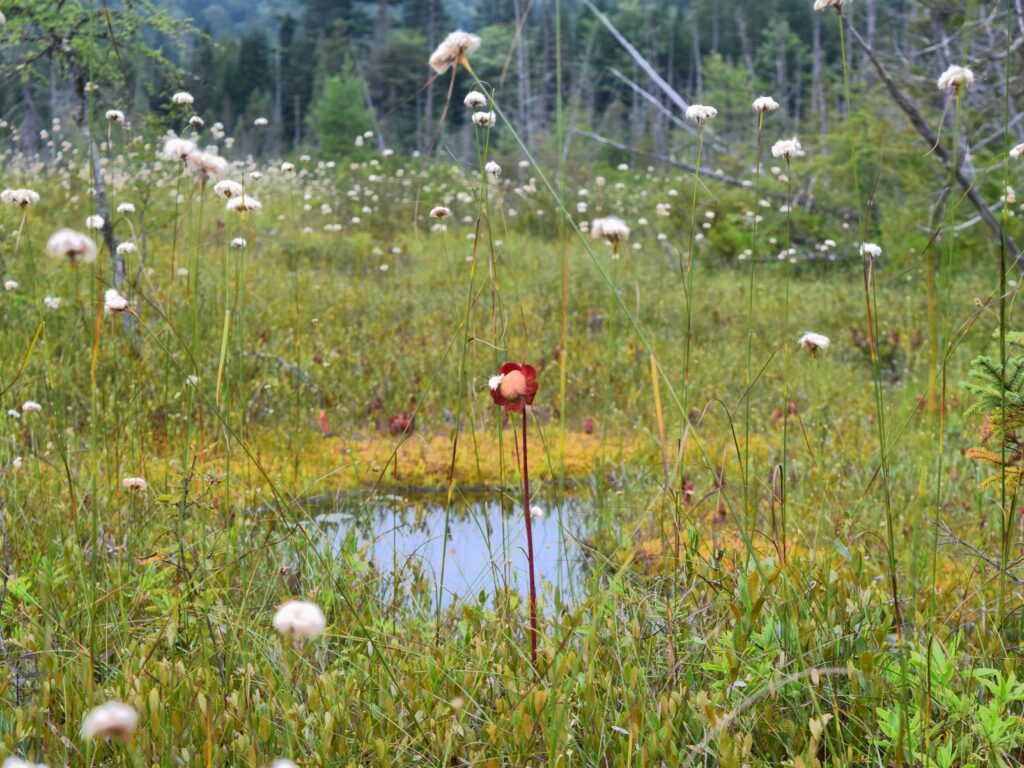 Eine rote Blume steht vor einem kleinen Teich inmitten einer grünen Wiese. Im Hintergrund Wald.