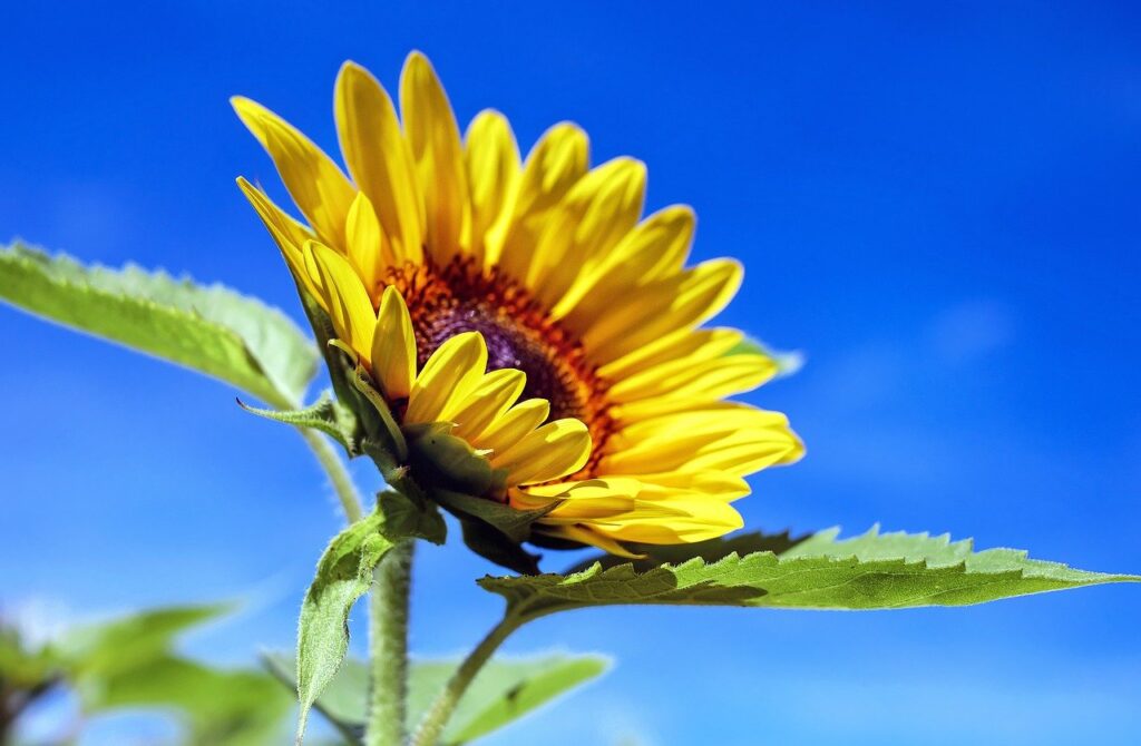 Sunflower Flower Plant Petals  - Couleur / Pixabay