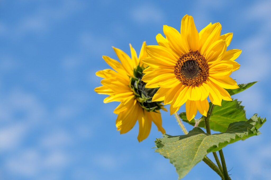 Sunflower Flower Summer Blossom  - Bru-nO / Pixabay